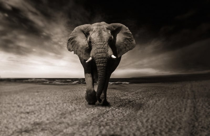 Mythical Creature Safaris